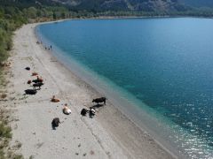 Krater gölü kıyısında yatan inekler kimini korkuttu, kimini şaşırttı