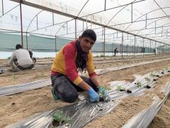 Isparta’da 1 milyon 400 bin domates fidesi toprakla buluşuyor