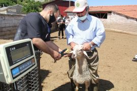 Isparta’da 12 bin 600 pırıt koyunu yetiştiriliyor