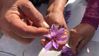 Isparta’da yetişen Safran çiçeğinin kilosu 75 bin liradan satılıyor